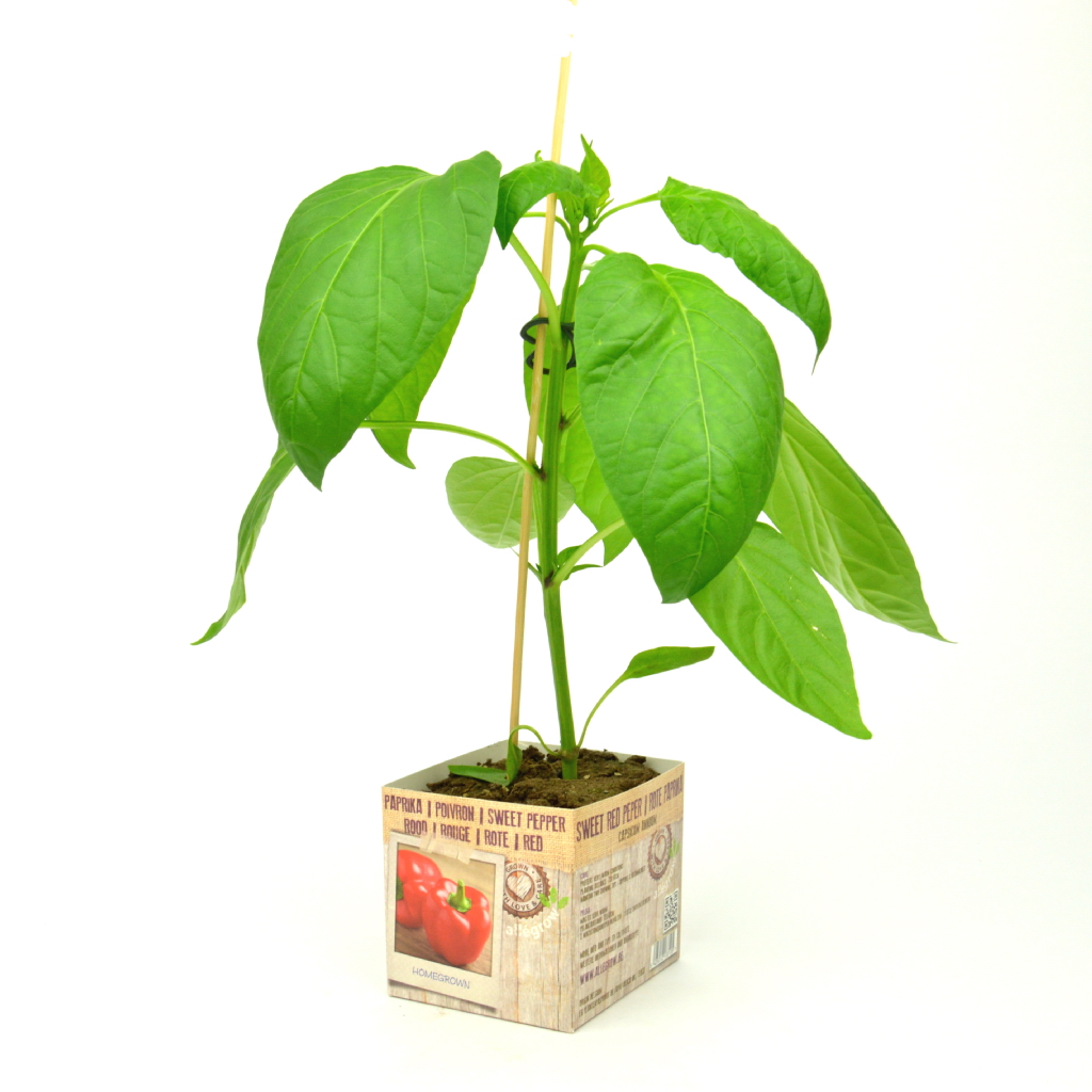 Blokpaprika Rood - 1 Plantje