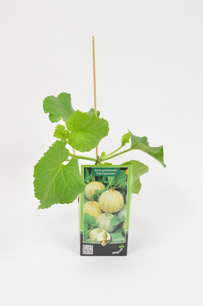Meloen Charantais - 1 plant