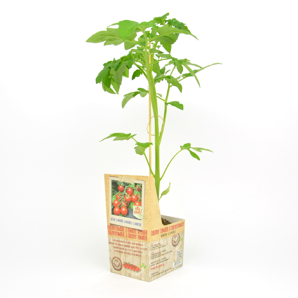 Greffée plant tomate CHERRY - 1 pièce greffé sur porte-greffe