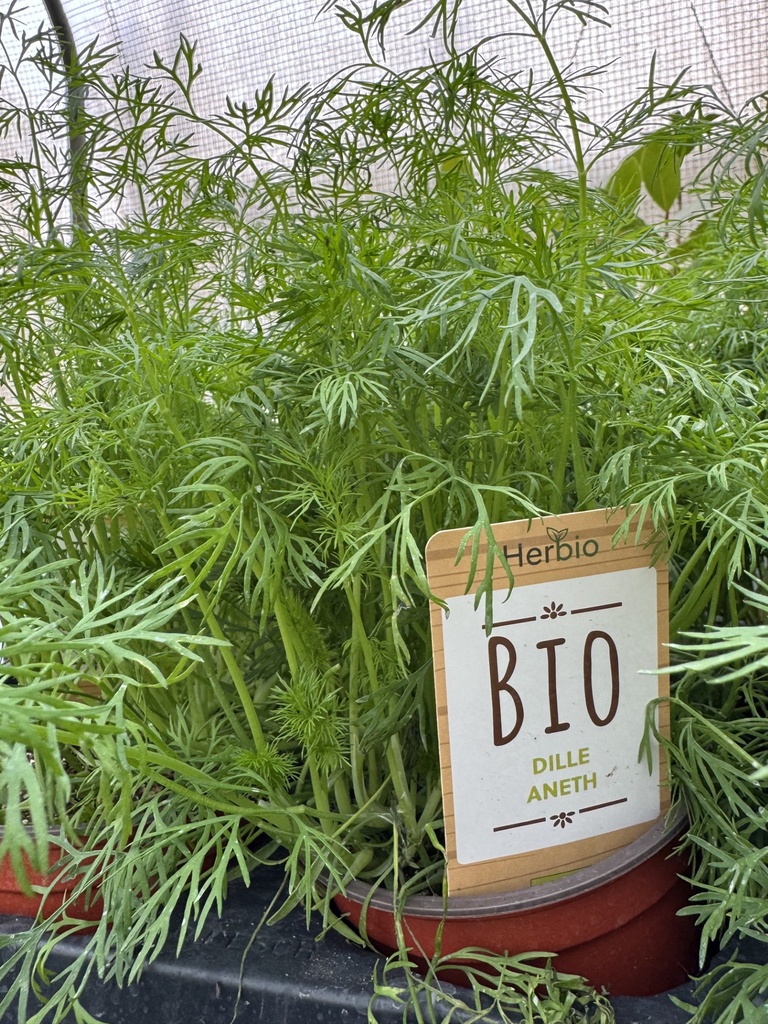Dille Bio - 12 cm pot