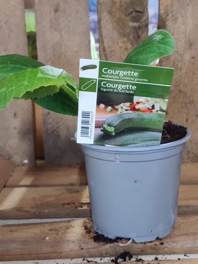 Courgette BLACK BEAUTY - 1 Plantje