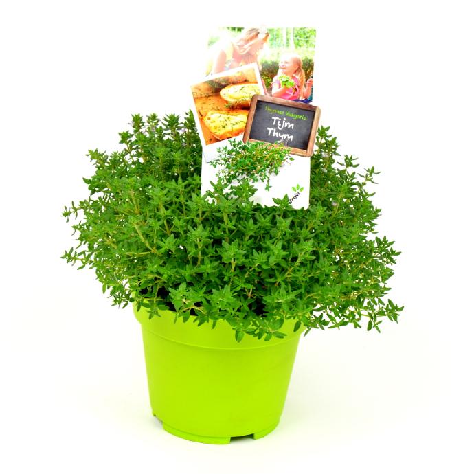 Tijm - pot Ø 13 cm