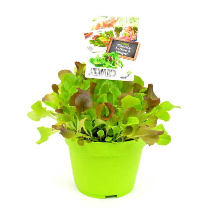 Pluksla - pot Ø 13 cm