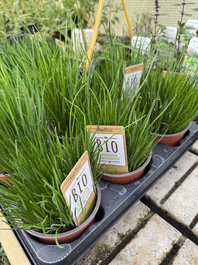 Bieslook bio - pot 12 cm