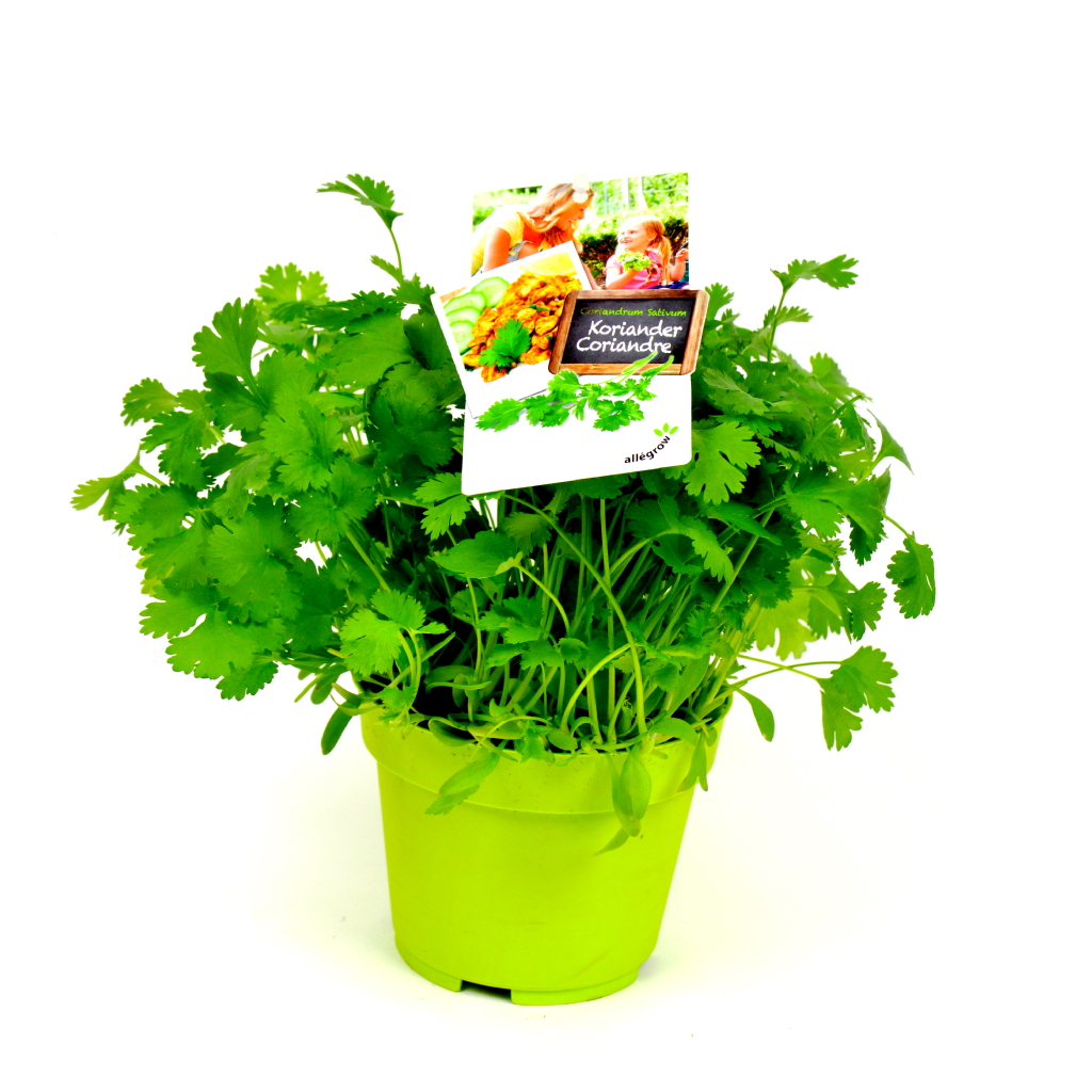KORIANDER 13 CM POT
