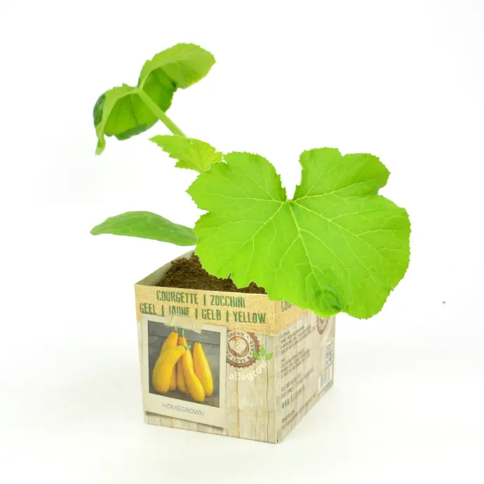 COURGETTE JAUNE - 1 plante