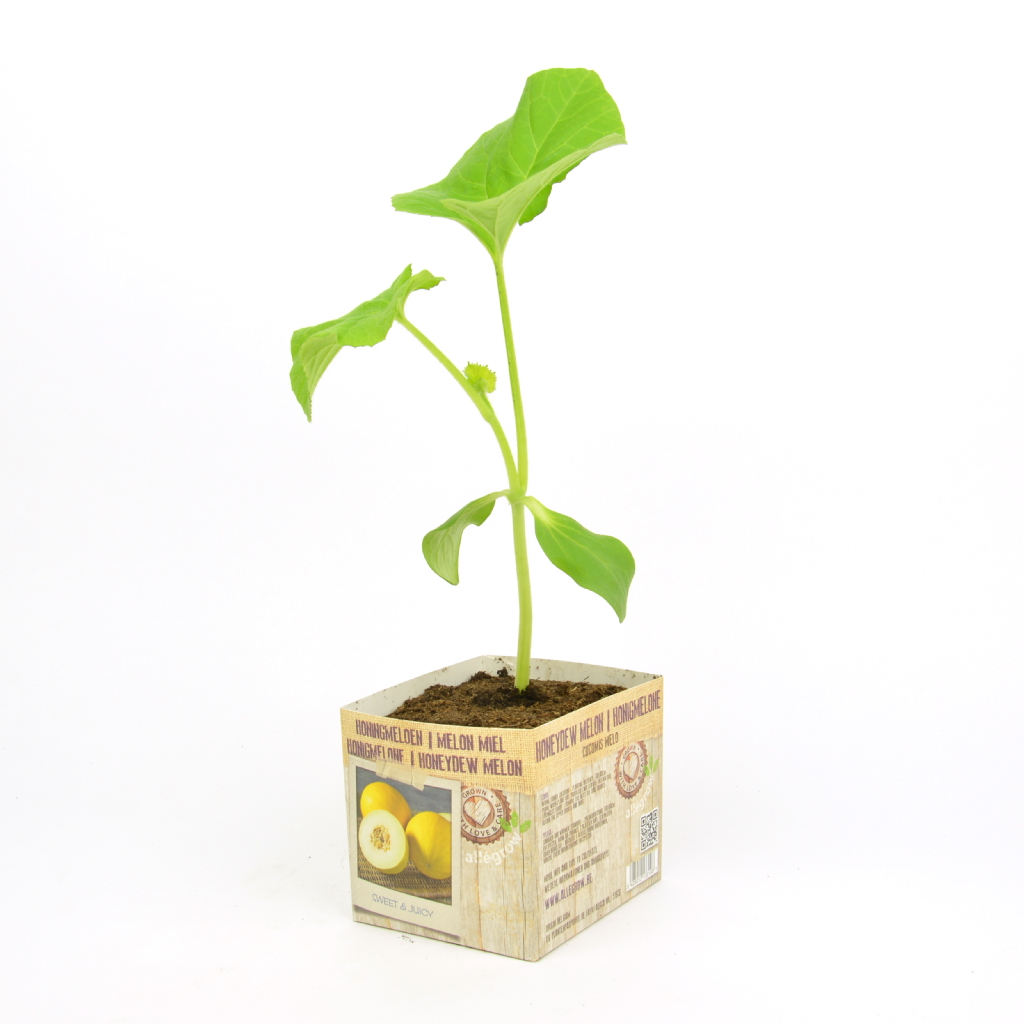 Honingmeloen - 1 Plantje