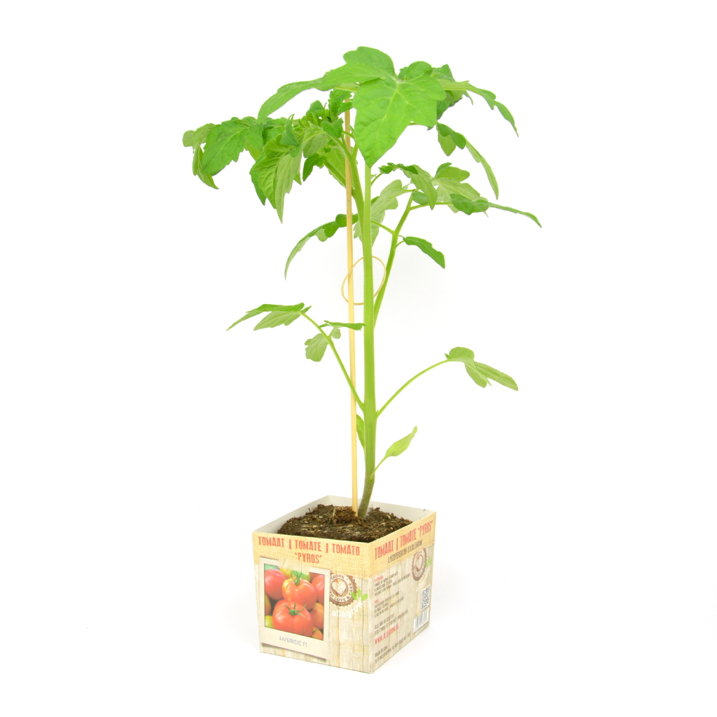 Tomaat Pyros - 1 Plantje