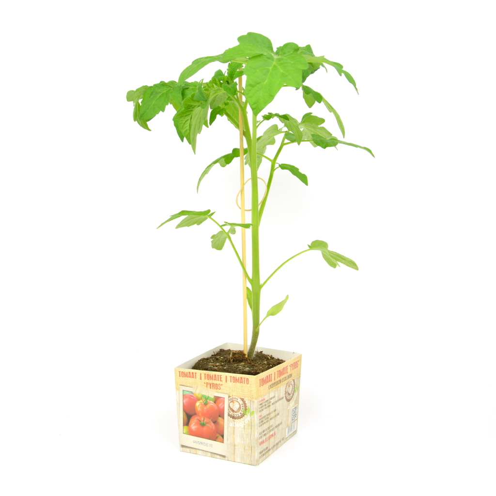 Tomaat Pyros - 1 plantje