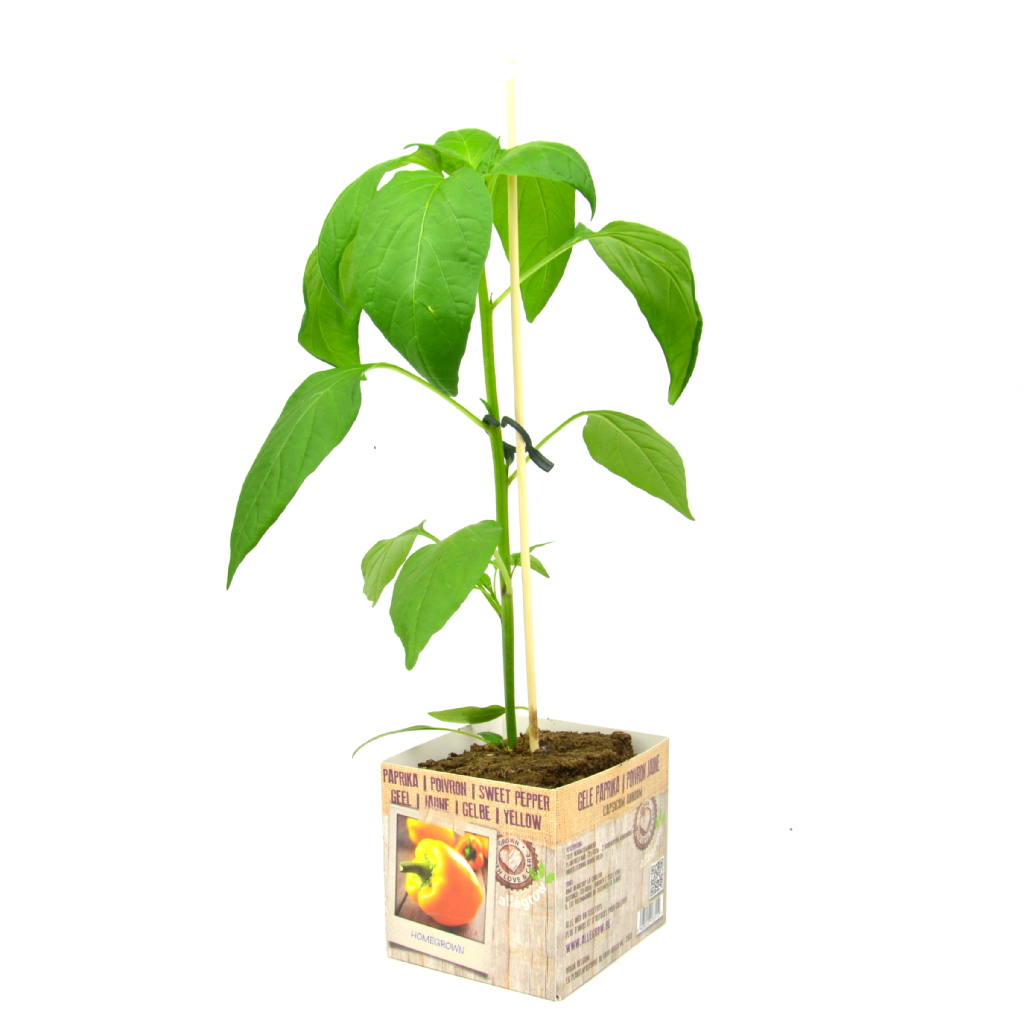 Blokpaprika geel -  1 plant