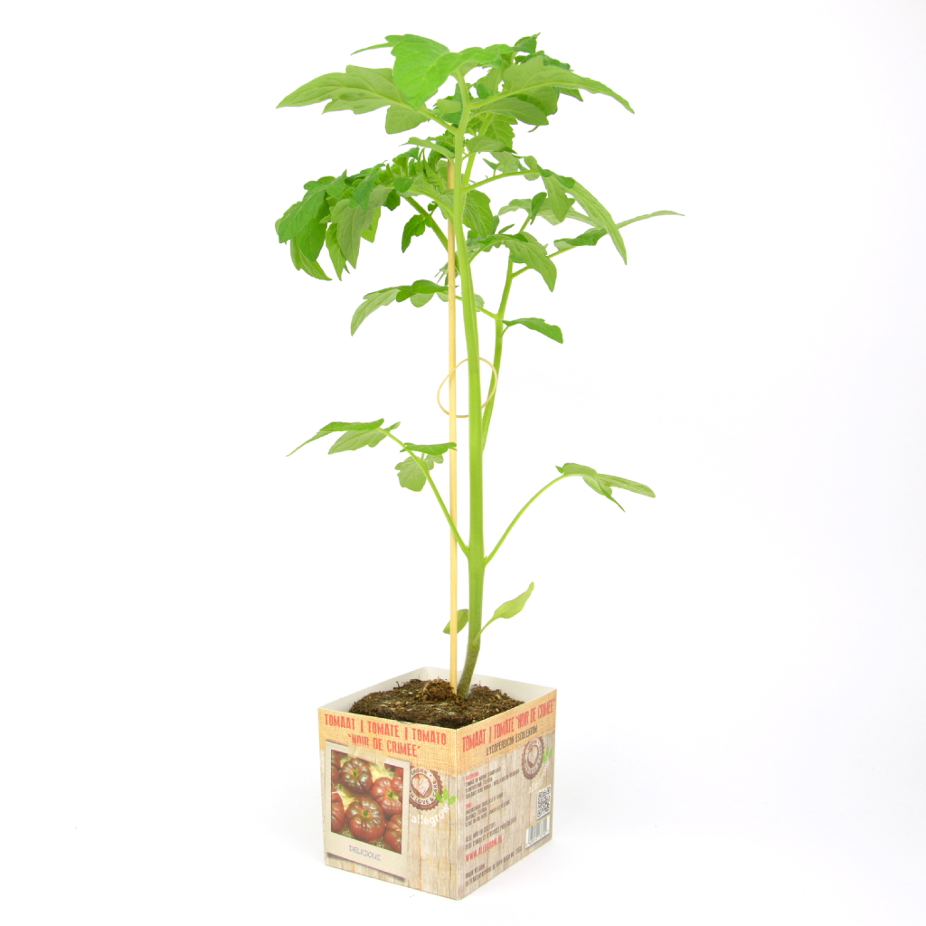 Tomaat Noir de Crimeé - 1 Plantje