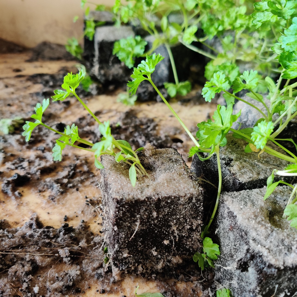 Groenteplantjes - 4 cm