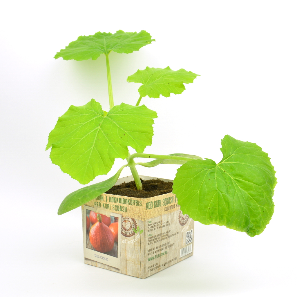 Pompoen Potimarron - 1 Plantje