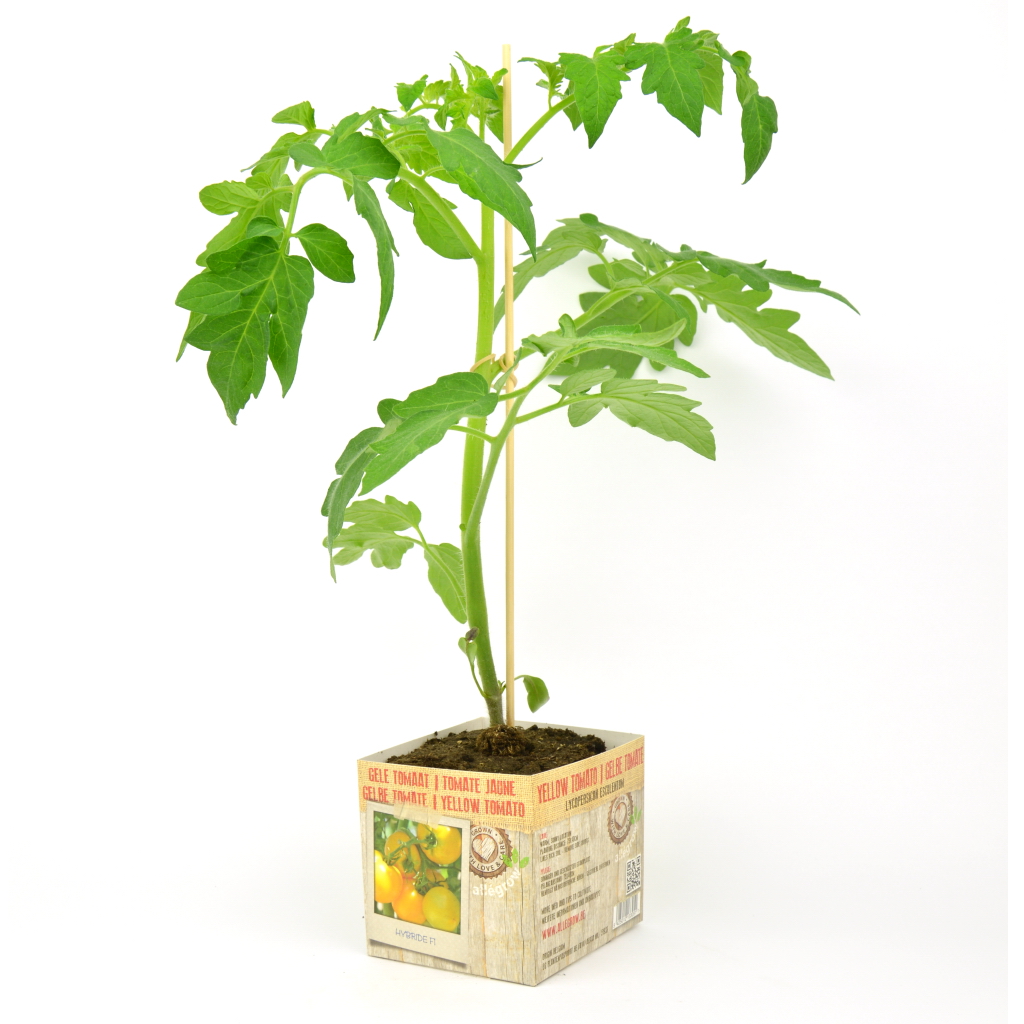 Gele Tomaat - 1 Plantje