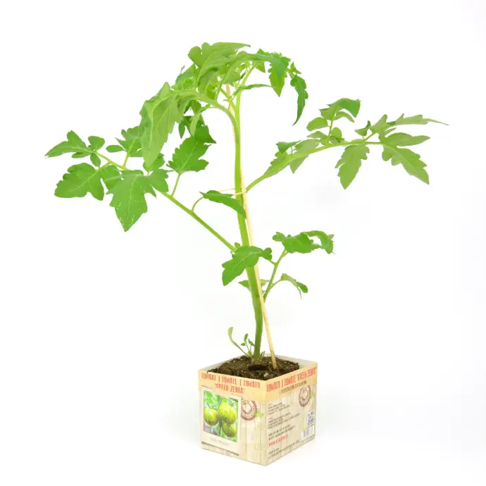 Tomaat Green Zebra - 1 Plantje