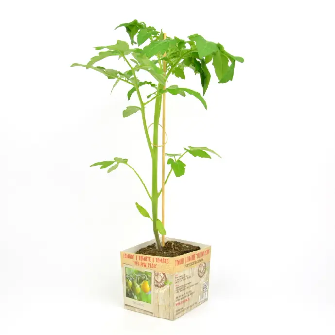 Tomate YELLOW PEAR SHAPED - 1 plante