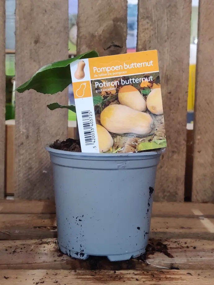 Pompoen BUTTERNUT - 1 Plantje