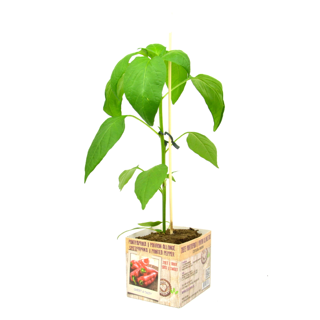 Zoete Puntpaprika - 1 Plantje