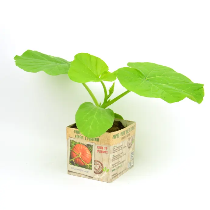 Pompoen Rouge Vif d'Etampes - 1 Plantje