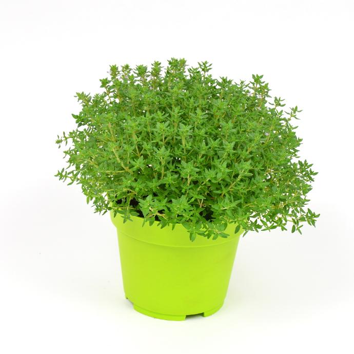 Tijm - pot Ø 19 cm