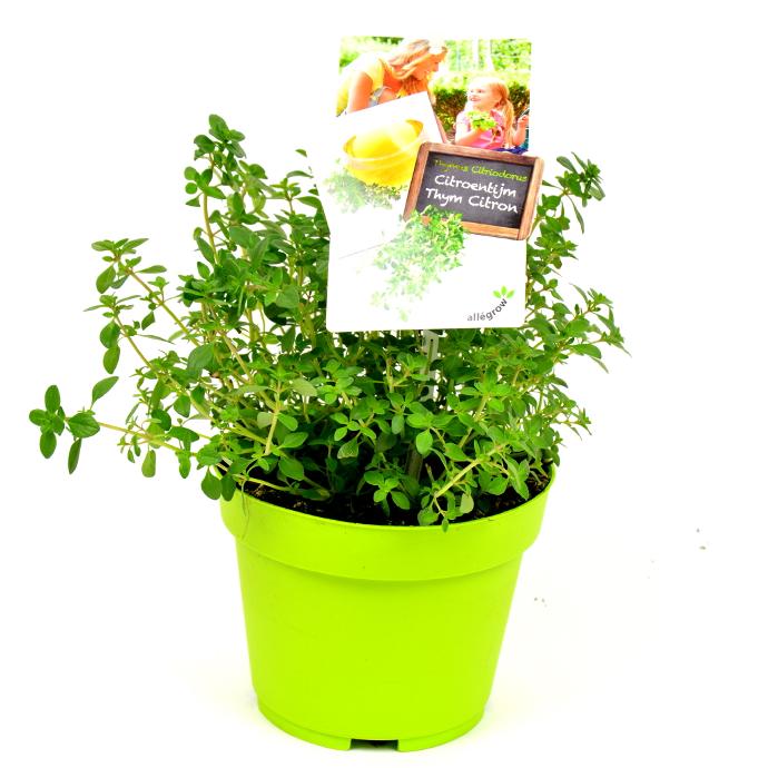 Citroentijm - pot Ø 13 cm