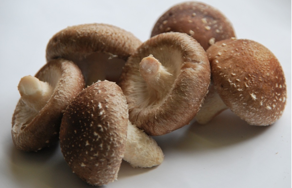 SHIITAKE