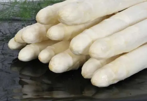Aspergeplanten GROLIM F1 - per plant