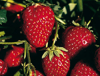 Fraises KORONA à gros fruits - 24 plantes réfrigérateur