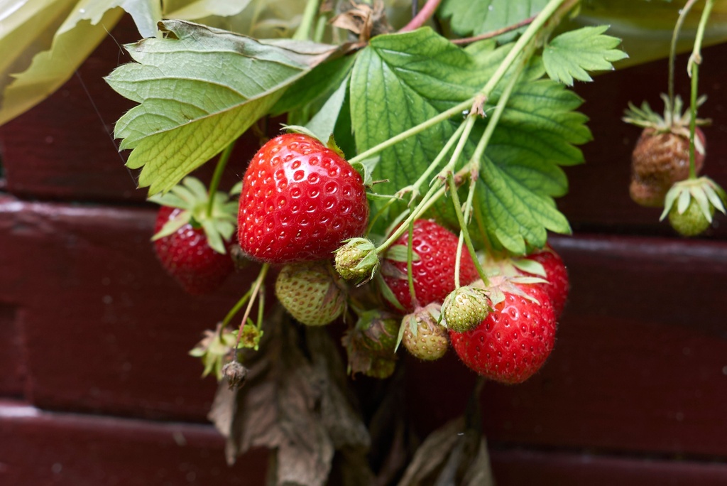 Fraises OSTARA à gros fruits - 24 plantes réfrigérateur