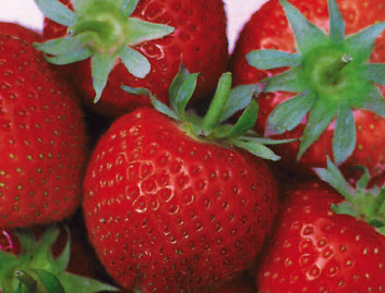 Fraises SENGA SENGANA à gros fruits - 24 plantes réfrigérateur