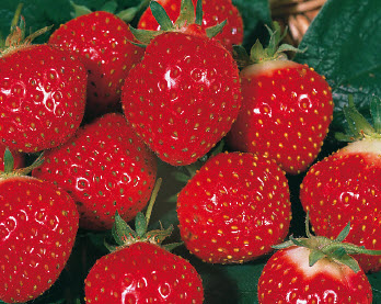 Fraises KIMBERLY à gros fruits - 24 plantes réfrigérateur