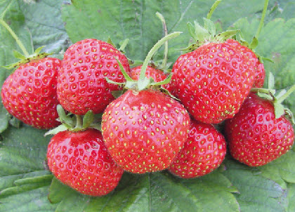 Aardbeien ALBION doordragend - 24 frigoplanten
