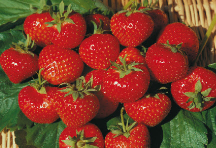 Fraises ELSANTA à gros fruits - 24 plantes réfrigérateur