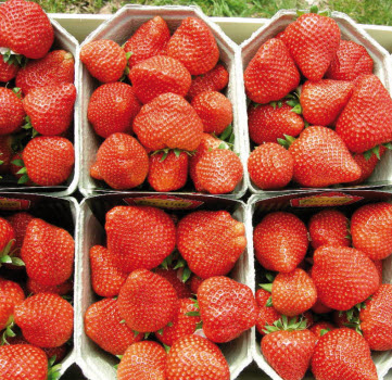 Fraises ELIANNY à gros fruits - 24 plantes réfrigérateur
