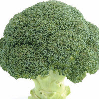 Broccoli MARCUS F1 - ca 40 z