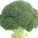 [04-000173] Broccoli MARCUS F1 - ca 50 z