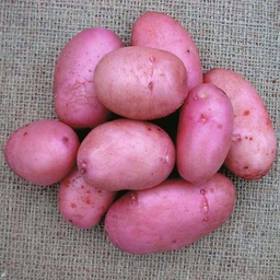 Plants de pomme de terre SARPO MIRA Classe A 28/35 - par kg