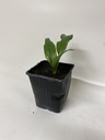Ail ciboulette ALLIUM URSINUM - 1 pc