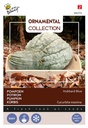 Potiron LARGE BLUE HUBBARD - ca 3 g
