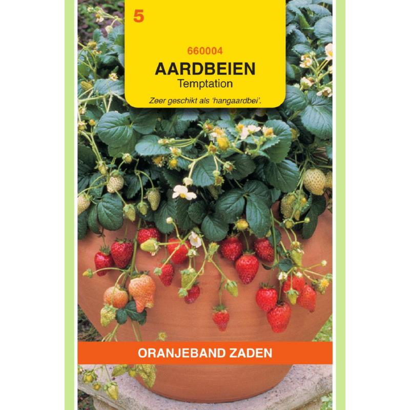 Hangaardbeien TEMPTATION - ca 25 z