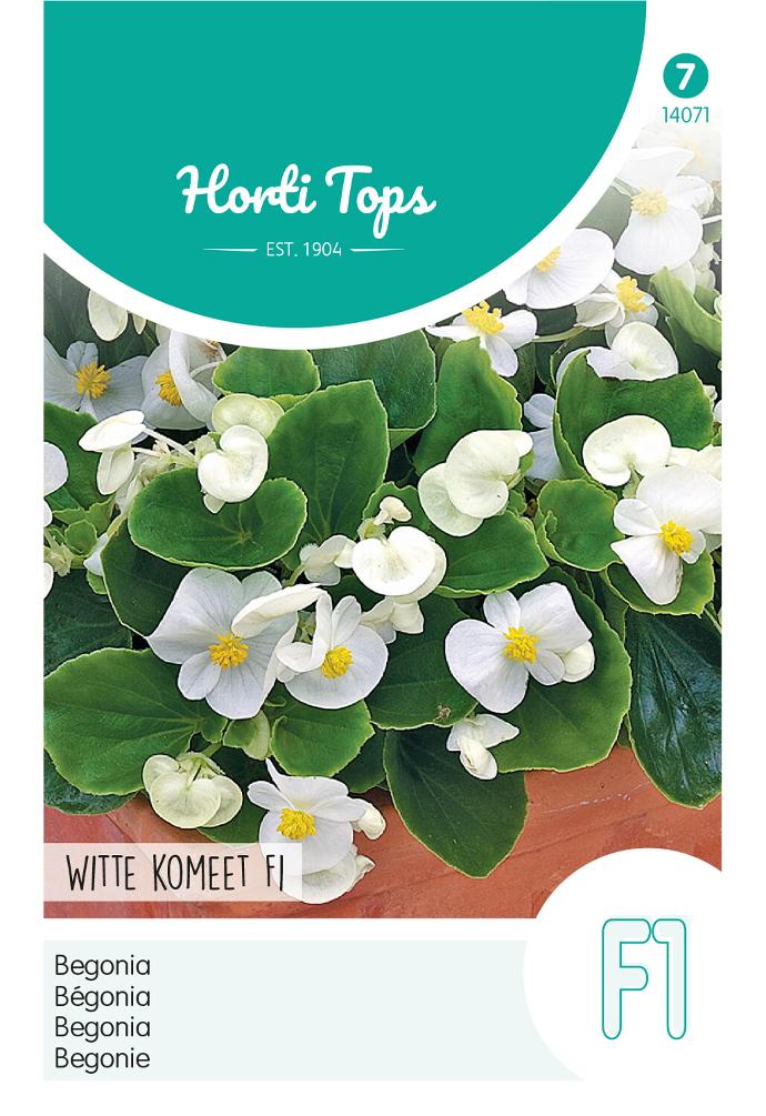 Begonia witte KOMEET F1 - ca 700 z