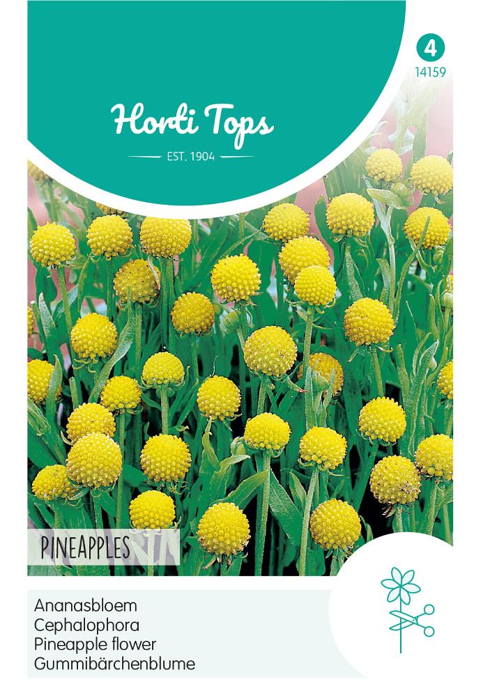 Cephalophora aromatica PINEAPPLES - ca 0,10 g