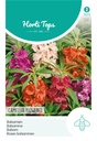 Impatiens BALSAMINA of BALSAMIEN - ca 1,5 g