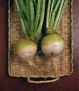 ###Stoppelknol SAMSON - ca 250 g