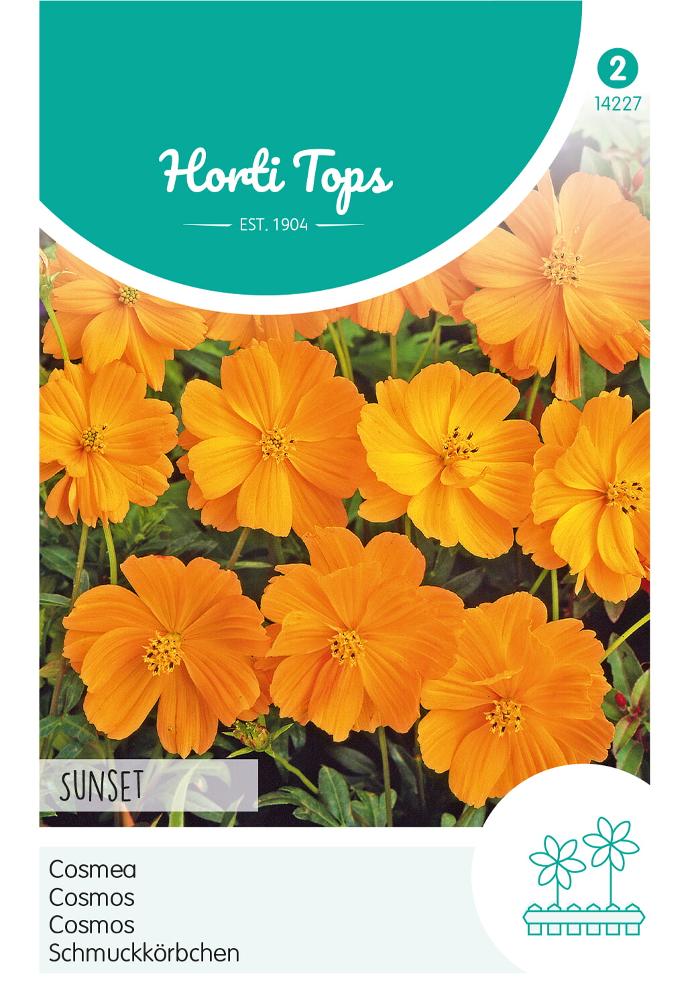 Cosmos sulphureus SUNSET - ca 1 g