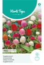 Gomphrena GLOBOSA - ca 0,25 g