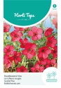 Linum grandiflorum of Vlas RUBRUM - ca 1,5 g