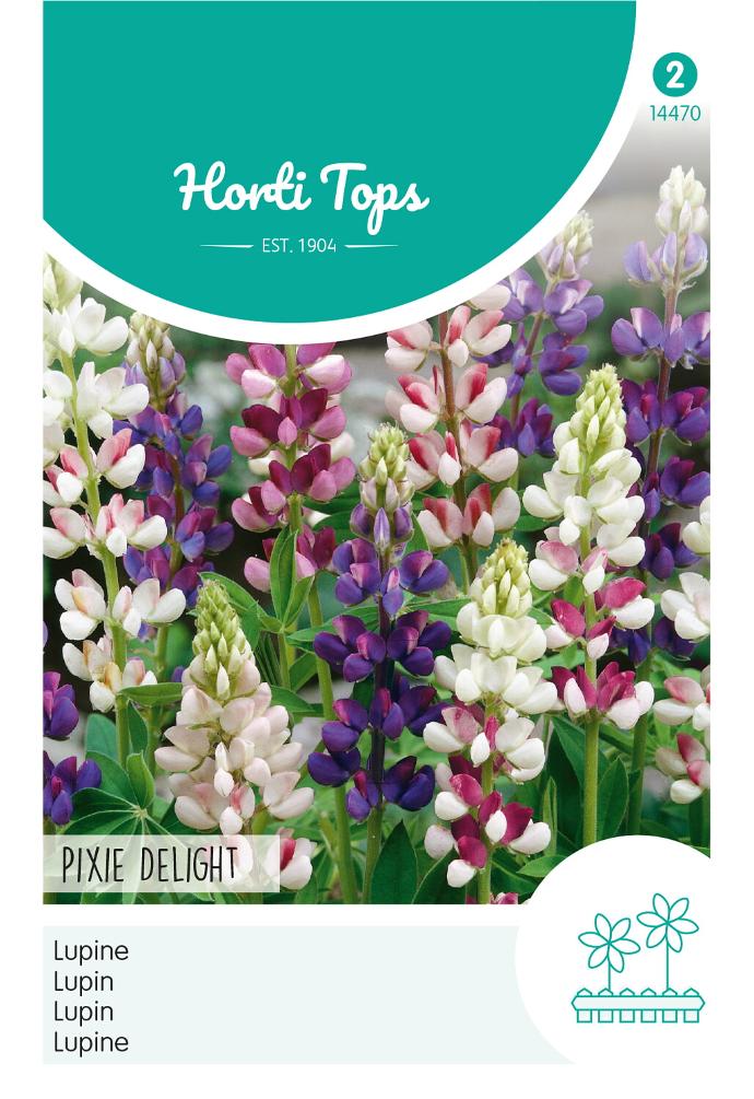 Lupinus nanus PIXIE DELIGHT - ca 2 g