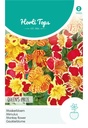 Mimulus tigrinus QUEEN'S PRIZE - ca 15 s