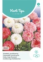 Bellis Perennis of madelief Monstrosa dubbelbloemig gemengd - ca 0,25 g